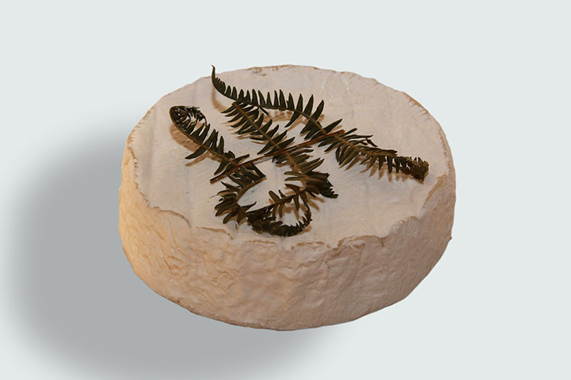 Fougeru