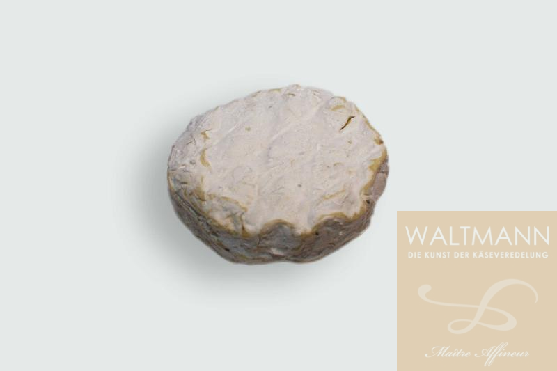 Comtesse Petit aux ...