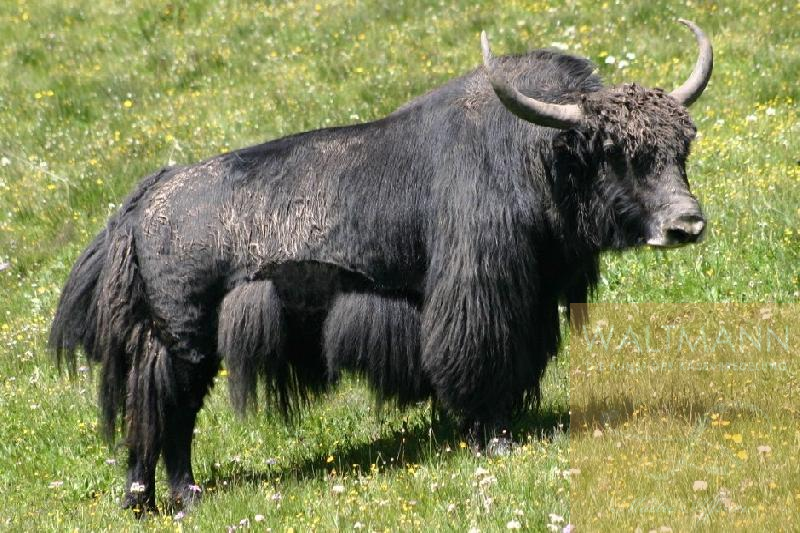 1. Yak Käse-Tuwa Yaki